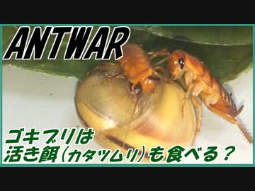 ゴキブリに活エサ(カタツムリ)をあげたら食べるの？