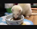まゆげさんが餌を食べるだけの動画