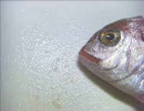 テキトーなハナダイの食い方