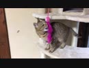 ＃73　キャットタワーで遊ぶタタルさん