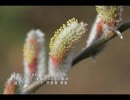 誕生日に贈る言葉～2月17日生まれの行動派のあなたに－聴きものがたり