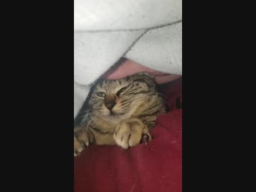 朝布団のなかで癒してくれる猫