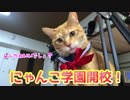 にゃんこ学園開校しました。