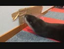 白い方が好き