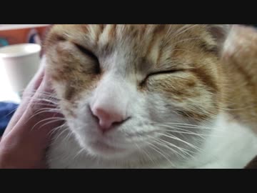 体の上に無断駐車をし、こちらの問いかけにも答えず無視する猫
