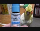 オカメインコ23歳「ぶどう膜炎」と戦って行きます！