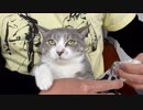 【モアクリ】 猫的ネイルサロン