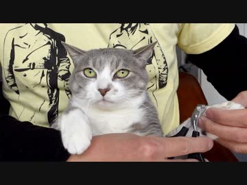 【モアクリ】 猫的ネイルサロン