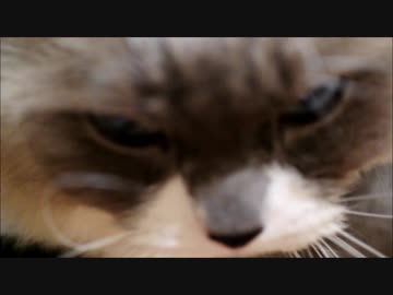 ブラッシングするなら一分間だけだっこをゆるすのにゃ