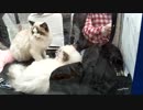 【ニャ君的日常】VLOG.03看花灯、泡温泉、情人节、平平无奇的日常