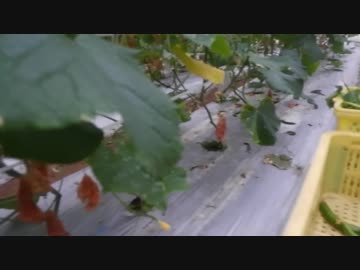 きゅうり栽培実況vol.72   H30秋21  最低気温が15度！こんな寒い寒い冬の日があった。。。