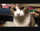 お誕生日プレゼントもらった　【おやつ実況編 】