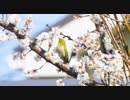 花の蜜を吸うメジロ