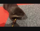急に何かを思い出すカワウソ
