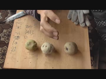 ジャガイモの種芋を選ぶポイントと芽出しについて：2019年1月23日【ニコニコ農業部】