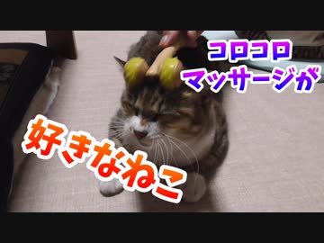 猫用マッサージ店開店しました