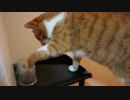 100均で猫のダイエットシリーズ