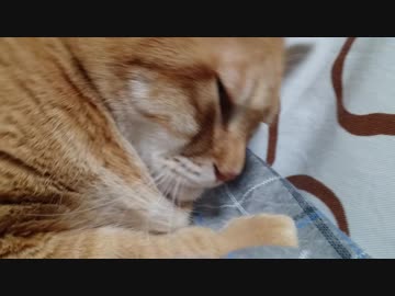 拾いねこ＠生後2417/2384日目　足乗り月さん。