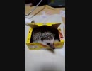 引きこもり空き箱
