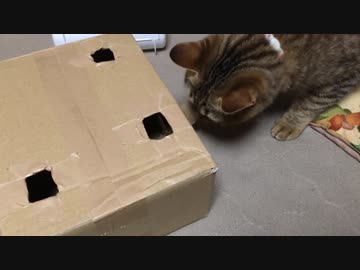＃74　手作りおもちゃ？