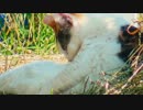 根本的に分からない人のためのボイロ動画作成