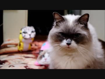 警告、猫に変装した何者かが侵入した模様です！