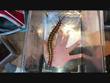 世界最大種!?のムカデがやってきた！