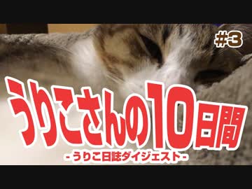 うりこさんの10日間 - 2019#3