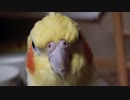 お爺ちゃん（？）インコの運動