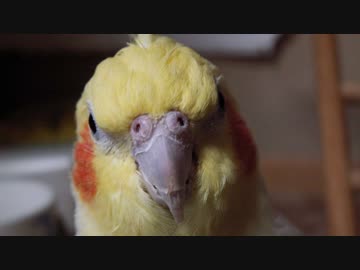 お爺ちゃん（？）インコの運動