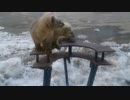 仲のいいエゾクロテン