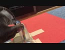 どんなオモチャよりもペットボトルのフタが好きなカワウソ