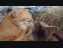 拾いねこ＠生後2419/2386日目　動きのない動画・・だったんだけどなぁ。