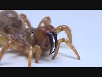 [閲覧注意!!] 再編集 ワスレナグモにゴキブリを与えてみた。(Calommata sp.)