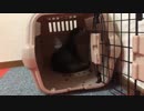ソーっと覗いてみたけどビックリしてひっくり返るカワウソ - - ちぃたんにお友達が出来ました - 国内繁殖の男の子の赤ちゃんカワウソです名前はご先祖ちゃん