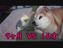 オカメインコのいたずらに怒らない豆柴