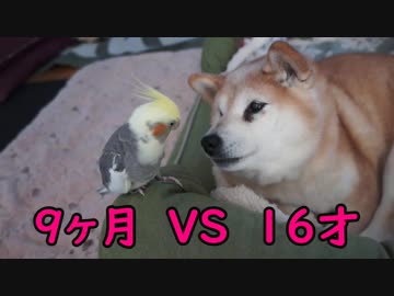 オカメインコのいたずらに怒らない豆柴