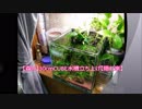【森の】30cm水槽リセット【隠れ家】