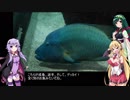 結月ゆかりとアクアリウム夜話　第12夜
