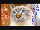 まだ寝てたい飼い主のマッサージ攻撃に懐柔されちゃう猫がかわいすぎた