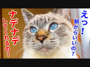 まだ寝てたい飼い主のマッサージ攻撃に懐柔されちゃう猫がかわいすぎた