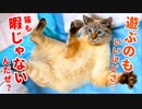 大人ぶって遊びをやめるも、ついついおもちゃに釣られちゃう猫がかわいすぎる
