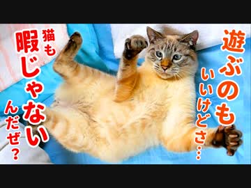 大人ぶって遊びをやめるも、ついついおもちゃに釣られちゃう猫がかわいすぎる