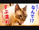 風呂嫌いの猫が何故かびしょ濡れになっていました…
