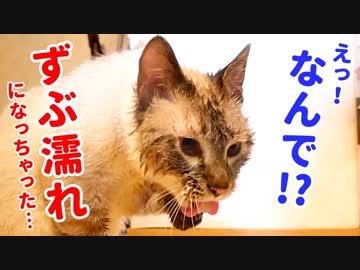 風呂嫌いの猫が何故かびしょ濡れになっていました…