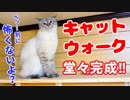キャットウォークを初めて見た猫がビビって取った意外な行動がかわいすぎた