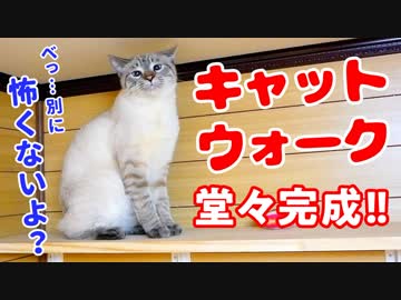 キャットウォークを初めて見た猫がビビって取った意外な行動がかわいすぎた