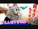 膝の上で眠る猫が動こうとしないので撫でまくったらもっと甘えてきました