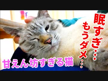 膝の上で眠る猫が動こうとしないので撫でまくったらもっと甘えてきました
