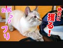 獲物を狙う猫のお尻フリフリがかわいすぎた
